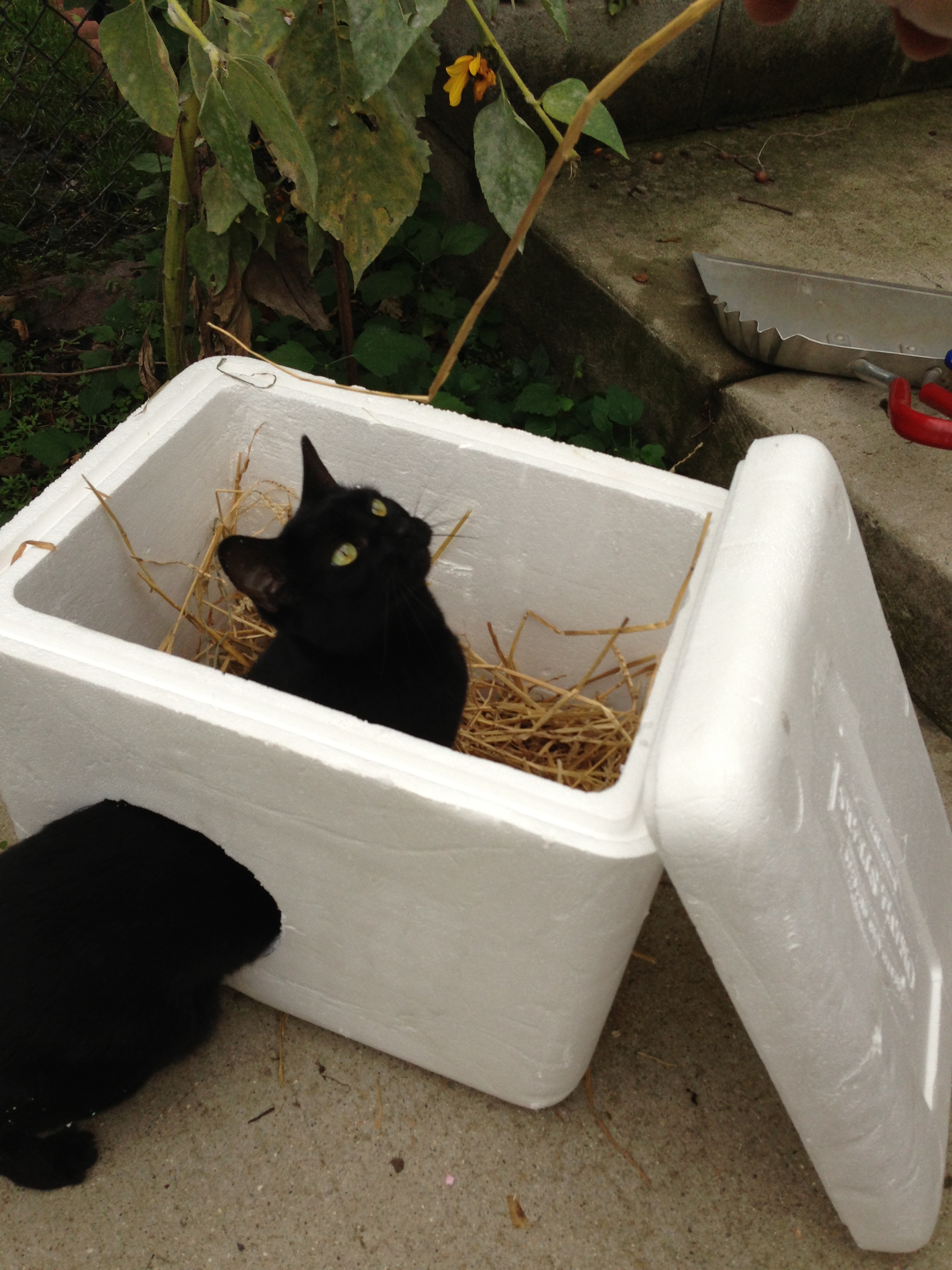 Quick and Easy Ideas for Low-Cost Outdoor Cat Shelters