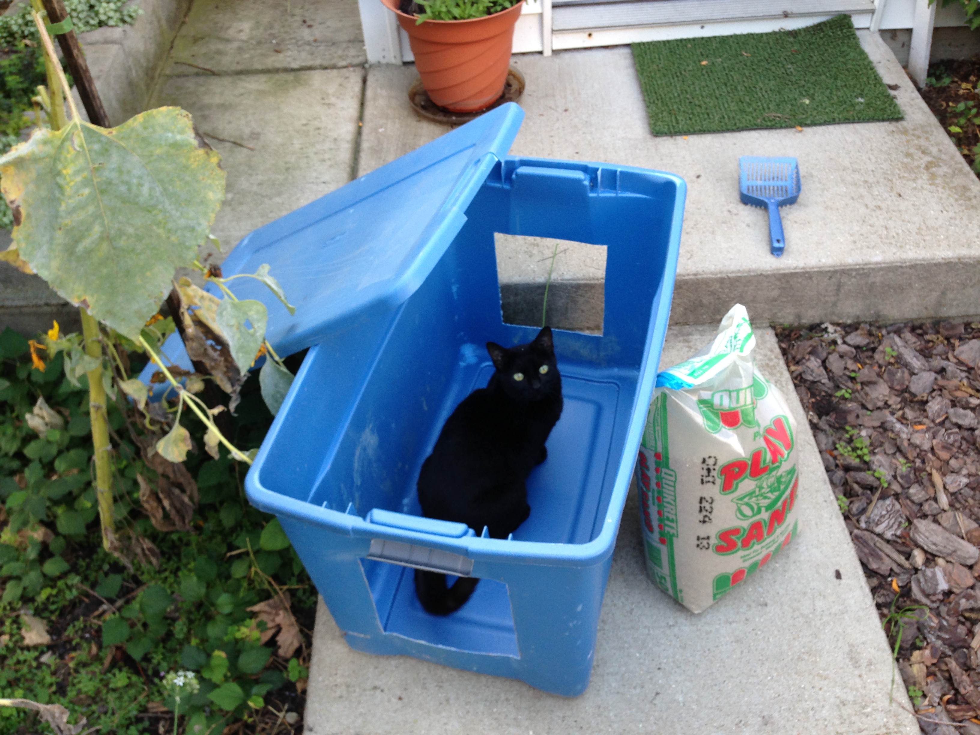 How To Litter Box Train A Semi Feral Cat At Adam Justis Blog