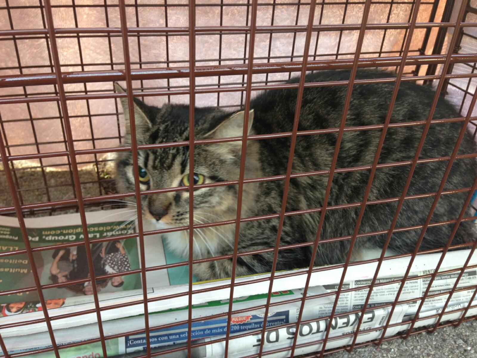 Adopters and Fosterers Needed for Animal Hoarder Home - Cats In My Yard