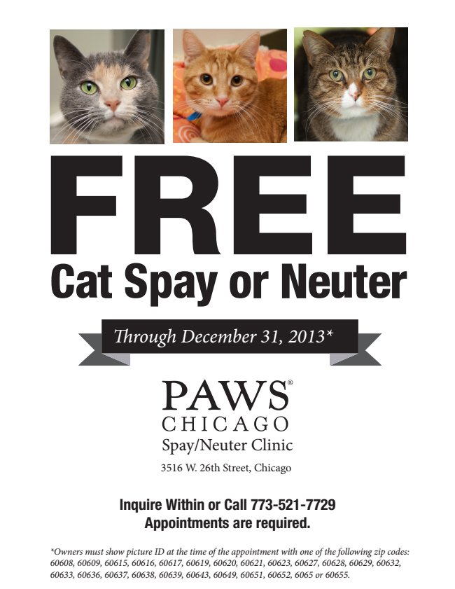 Free Cat Spay/Neuter Surgeries Offered In December - Cats ...